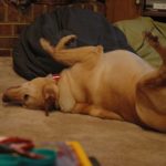 Itchy Labrador Labrador Retriever Health
