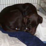 Labrador Crate Labrador Puppy Training