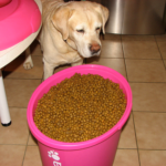 Labrador Food Labrador Retriever Food