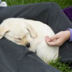 Labrador Puppy Labrador Retriever Puppy