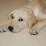 Labrador Retriever Labrador Retriever Health