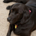 Overweight Labrador Labrador Retriever Health