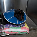 Sick Labrador Labrador Retriever Health