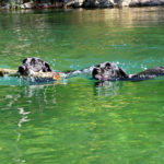 Swimming Labradors Labrador Retriever Training