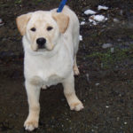 Walking Labrador Labrador Retriever Training