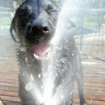 Wet Labrador Labrador Retriever
